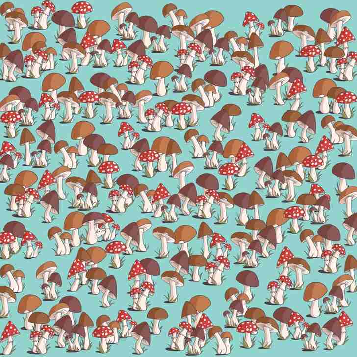 where is the mouse in the picture